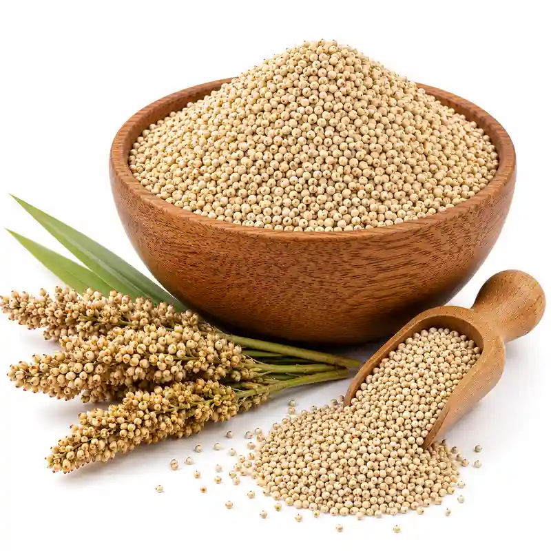 Jowar ( Sorghum )