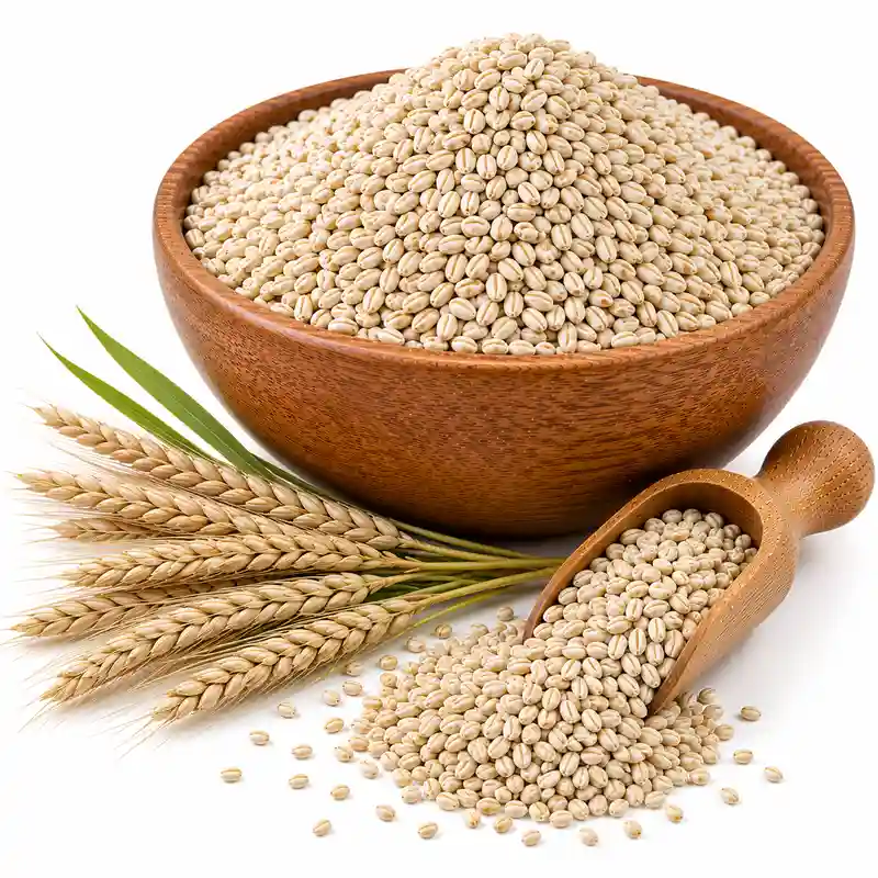 Barley ( Jau )